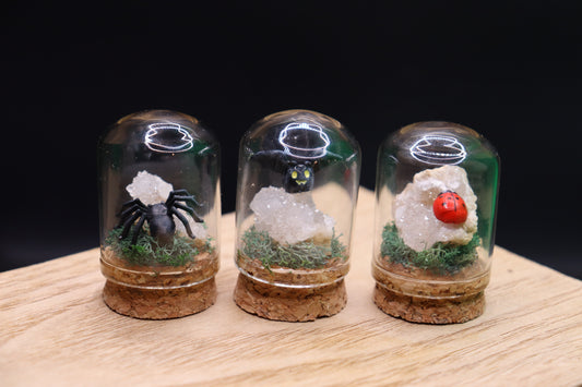 Teenie Terrariums